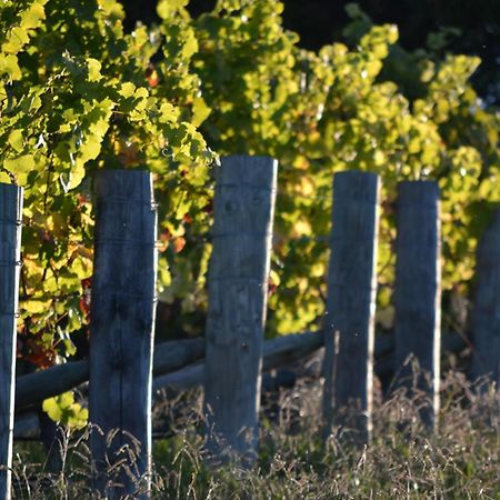 Pine Hill Lodge In Vineyard Mapua Ngoại thất bức ảnh
